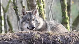 Wolf At Wild Ireland