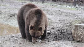 Rescued Bear At Wild Ireland