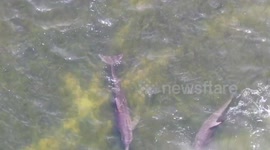 Dolphin Feeding in St Petersburg Florida