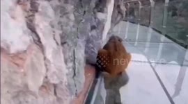 Wild boar allegedly scared to walk on glass walkway after falling from cliff in China