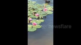 Lil duckling takes a shortcut