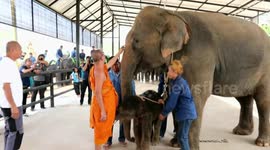 Baby elephant born at zoo in Thailand and blessed by Buddhist monks