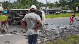 Locals save hundreds of fish spilled onto road after lorry overturns in Thailand