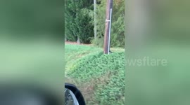 Magical moment man in car tracks rare albino deer in North Carolina