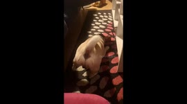 Pugbuttwiggles