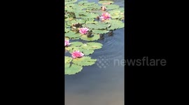 Tiny duckling takes shortcut by running over lily pads in  New Zealand