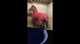 Horses left visibly distressed after loud fireworks let off near stable in UK