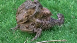 It's Hard Being a Toad When Everyone Wants a Lift
