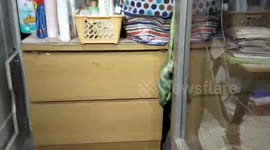 Tree snake strangles a tokay gecko on woman's bedroom drawer in Thailand