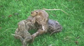 Toad refusing to give its offspring a lift, cute video