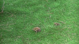 Try, Try and Try Again, Toad Tries To Cadge a Lift