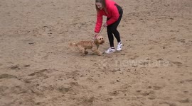 Cockapoo's First Time On the Beach, Cute Video