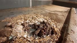 Ratones huérfanos:(