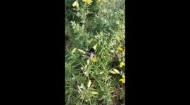 Red-tailed bumblebee
Scientific name: Bombus lapidarius