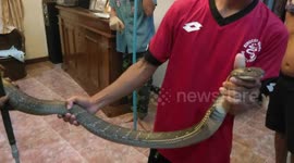 Thai family find king cobra behind TV set