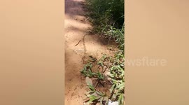 Thousands of termites form long chain across the ground