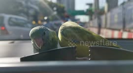 Driver puts her pet birds on car dashboard 'to relax' in traffic jams