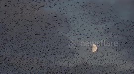 Stunning murmuration in Scotland sees the moon eclipsed by thousands of starlings
