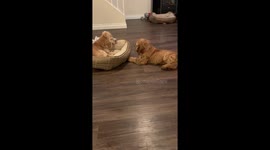 Dog upset over bone