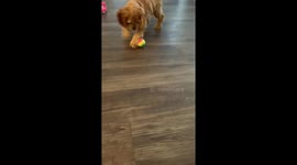Amazing soccer