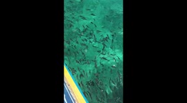 Thousands of fishes