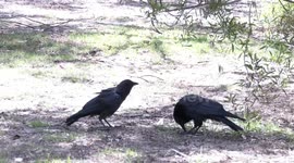 Immature Australian Ravens begging, calling and feeding on the ground.