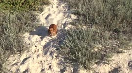 An overly excited dachshund dog who can't wait to see the ocean