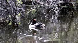 Great Crested Grebes and their cute chicks