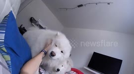 Waking up with two fluffy Samoyeds