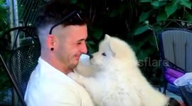 samoyed dog don't stop cuddling