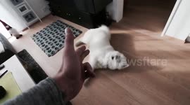 dog playing dead