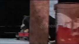 Sloth bear wanders into a temple when out for a night stroll in western India