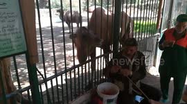 Little Boy Feeds Bactrain Camel Carrots