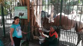 Girl Excitement Feeding Bactrian Camel