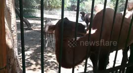 African Bactrian Camel In Zoo