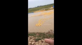Thousands of ducklings cross flooded farm field in Vietnam