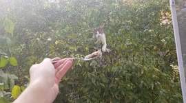 Hungry 'stalker' stray cat climbs tree to beg for scraps at Bulgarian woman's home