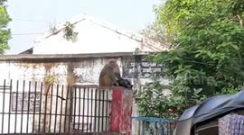 Mother monkey carries its injured baby to animal hospital in central India