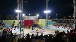 Fuuny Balance Game With dogs In Circus