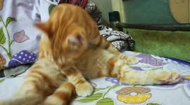 Kitty Father Cleaning Up while sitting like man