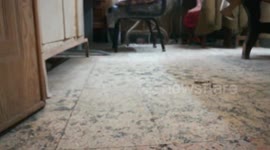 Owner Train His Cat To Catch Sticks
