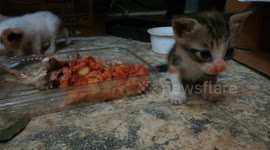 Cute kitty missed her mouth while eating