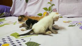 Little Born Kitties Walk On Bed