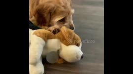 Cutest puppy