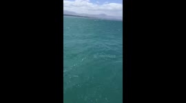 Orcas vs Great White Shark