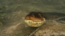 Diver records face-to-face encounter with monster 23-foot anaconda
