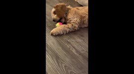 Cutest puppy ever