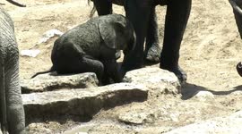 Cute baby elephant enjoys awkward-looking body scratch