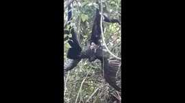 Aggressive monkeys eating a big bird