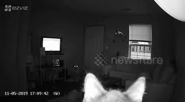 Home security footage shows cat inspecting the device after owner speaks through it